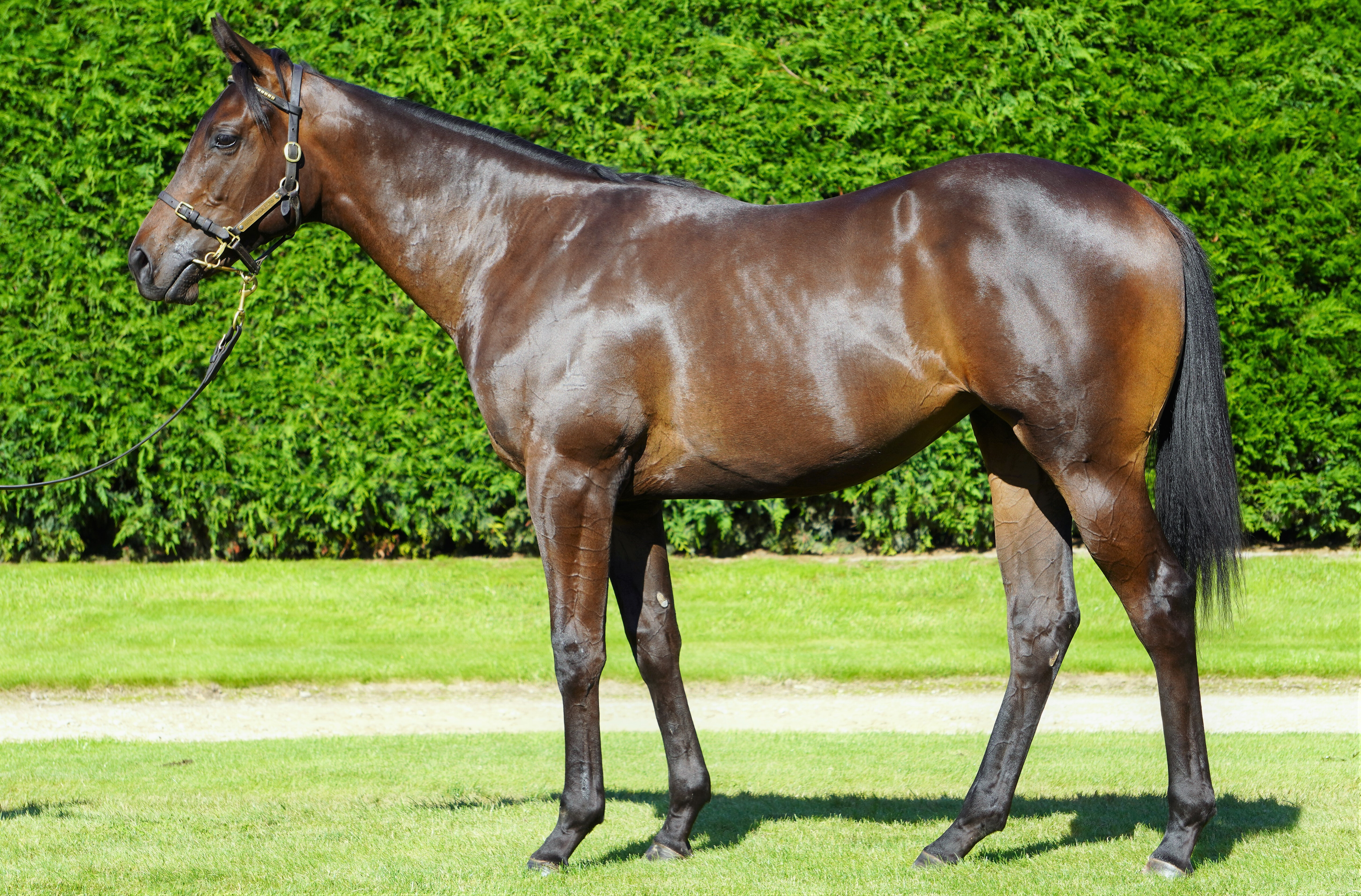 Tristar (NZ) Claims First NZB Mega Maiden Bonus | New Zealand ...
