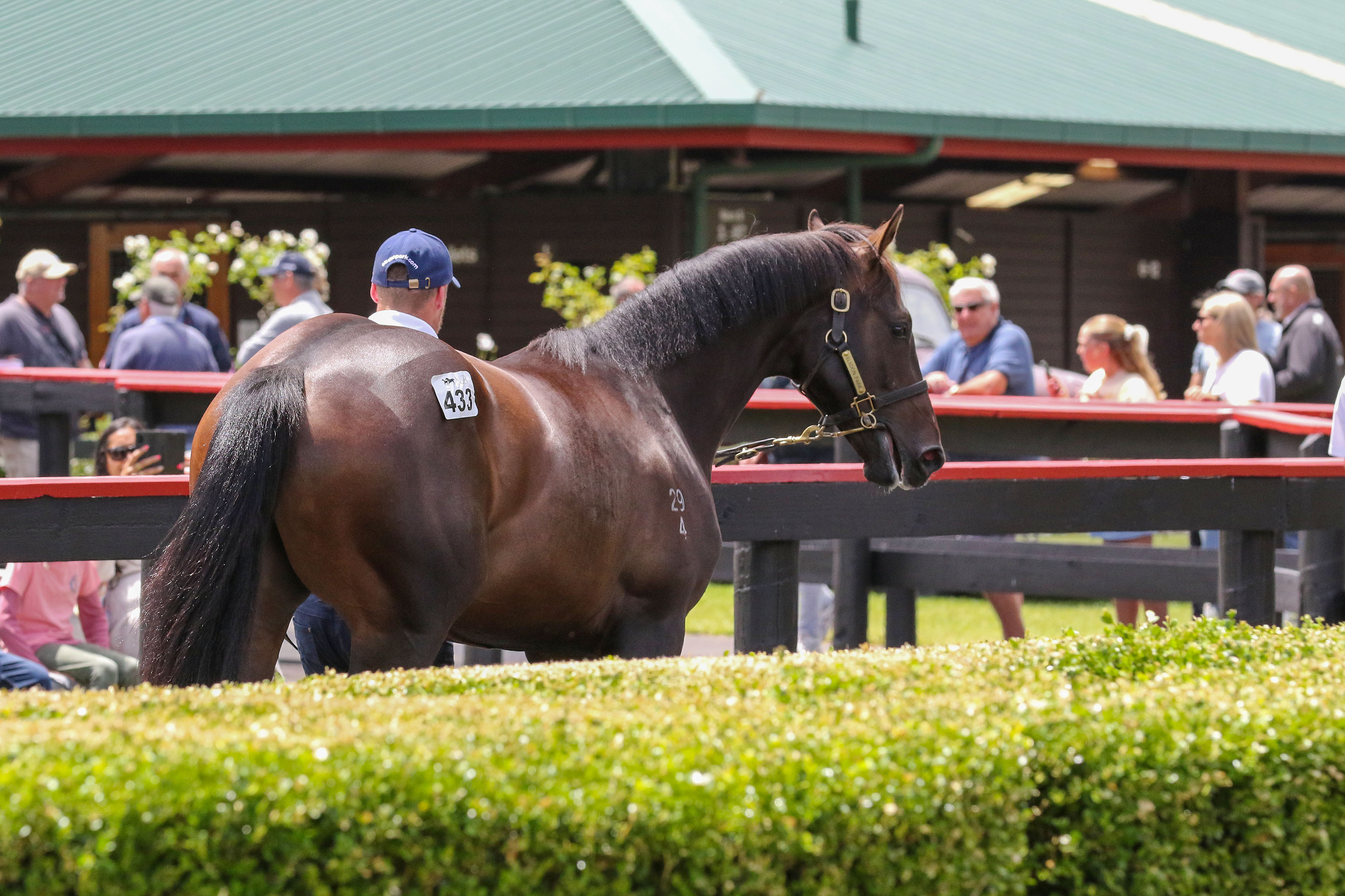 Karaka 2027 Entries Close Today | NZB | Thoroughbred Auction House