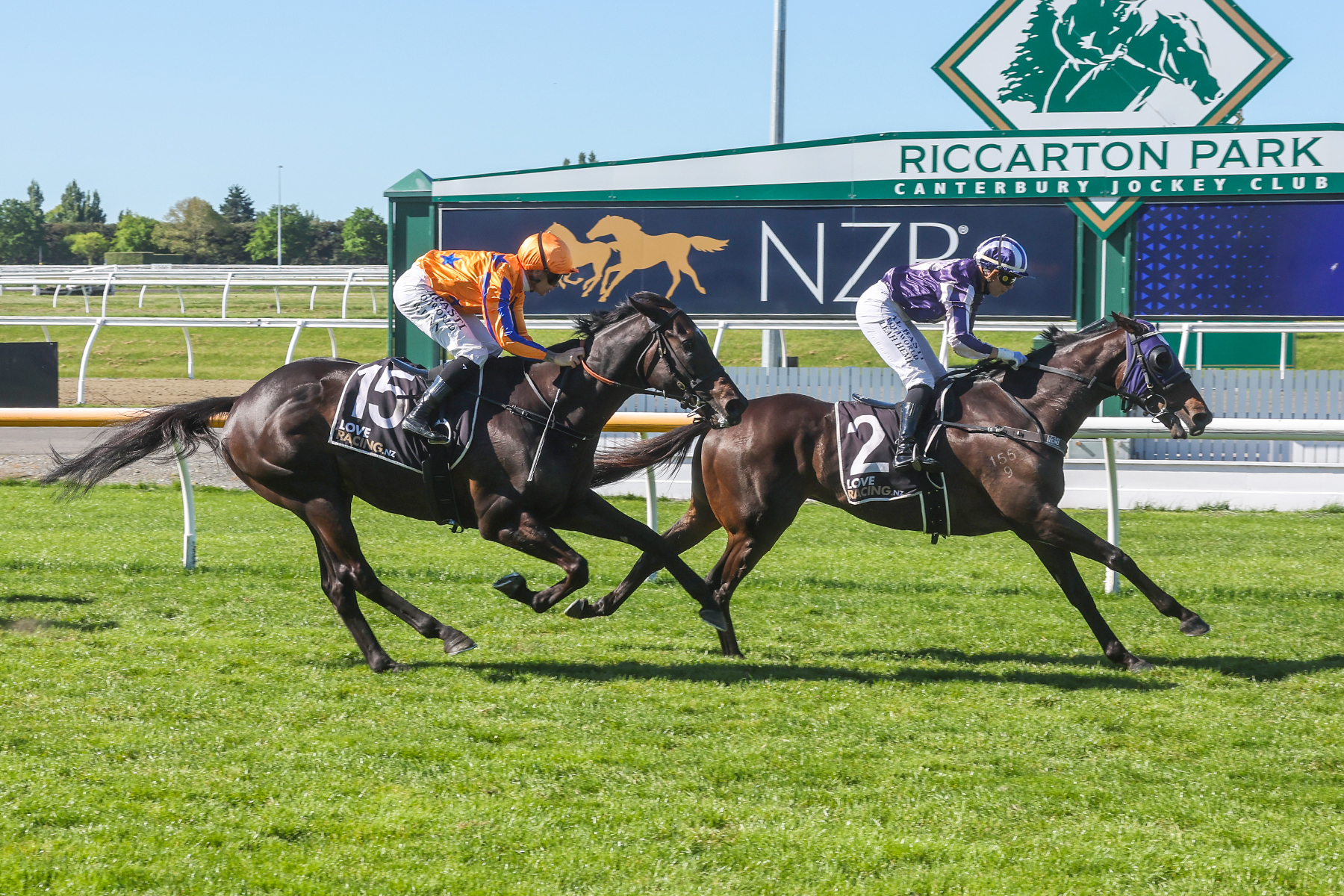 Second Spring Classic for Sir Albert (NZ) | NZB | Thoroughbred Auction ...