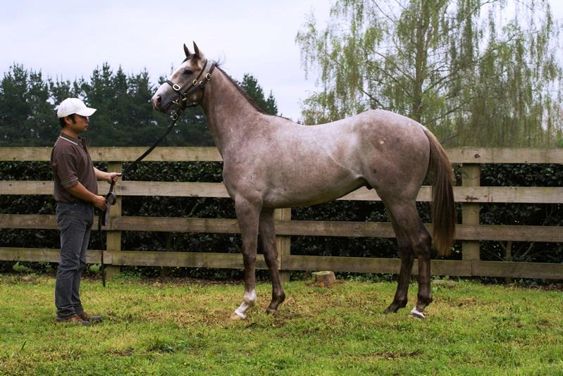 Arandom | Ready to Run Sale of 2YOs | New Zealand Bloodstock ...