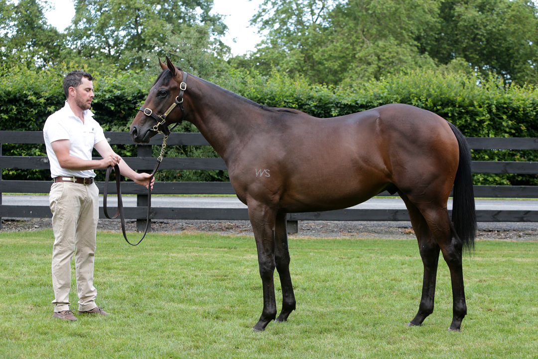 Elite Quality and Value Among Karaka Yearlings | NZB